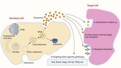 Different origin-derived exosomes and their clinical advantages in cancer therapy